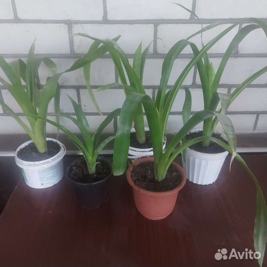 Бильбергия