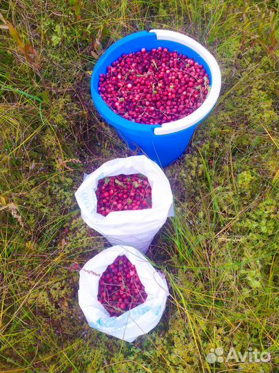 Клюква и брустника