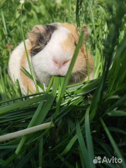 Передержка грызунов