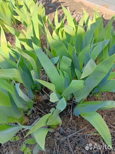 Ирис