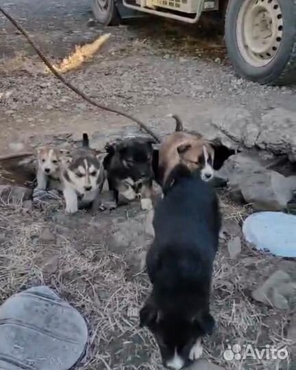 Щенок в добрые руки