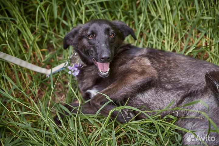 В добрые руки элегантная Золотко
