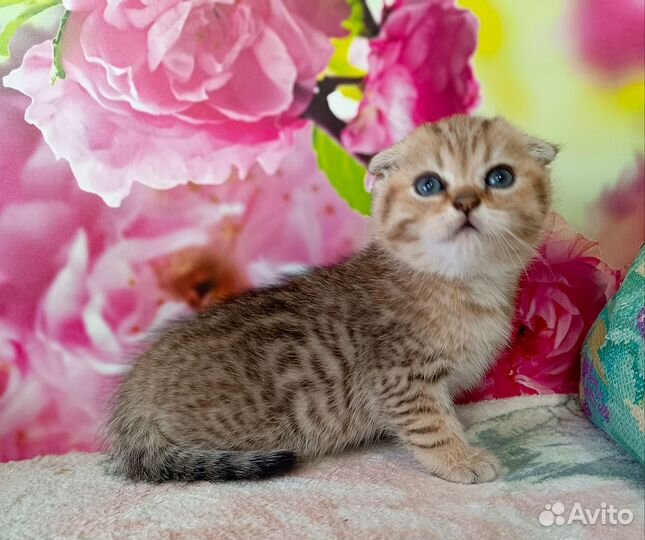 Шотландский вислоухий малыш мальчик