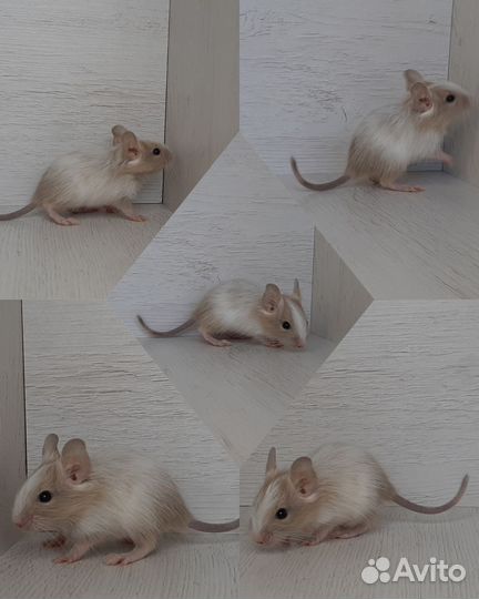 Цветные дегу, Питомник