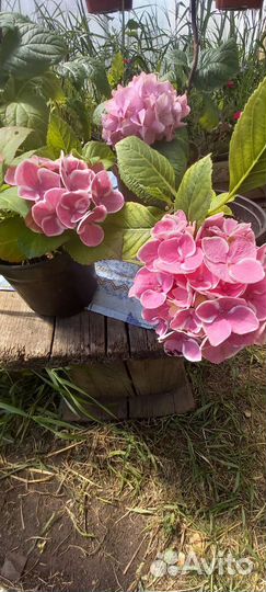 Гортензия крупнолистная