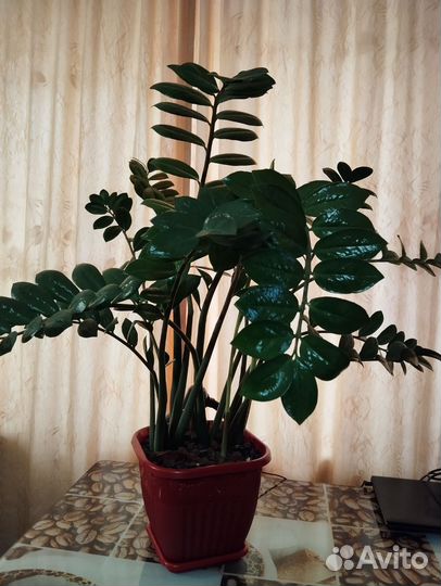 Замиокулькас