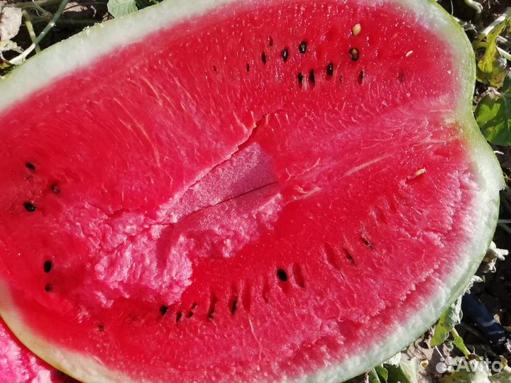 Арбузы Иран