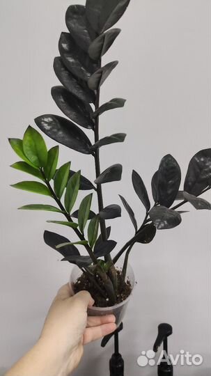 Замиокулькас черный равен (долларовое дерево)