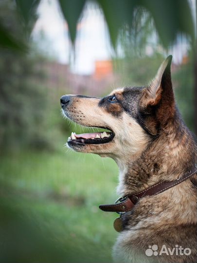 Бука (собака в добрые руки)