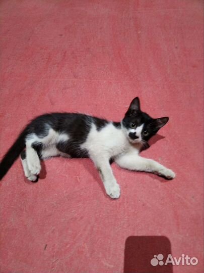 Котята рождённые на заводе