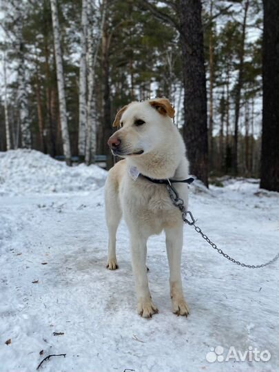 Собака в добрые руки