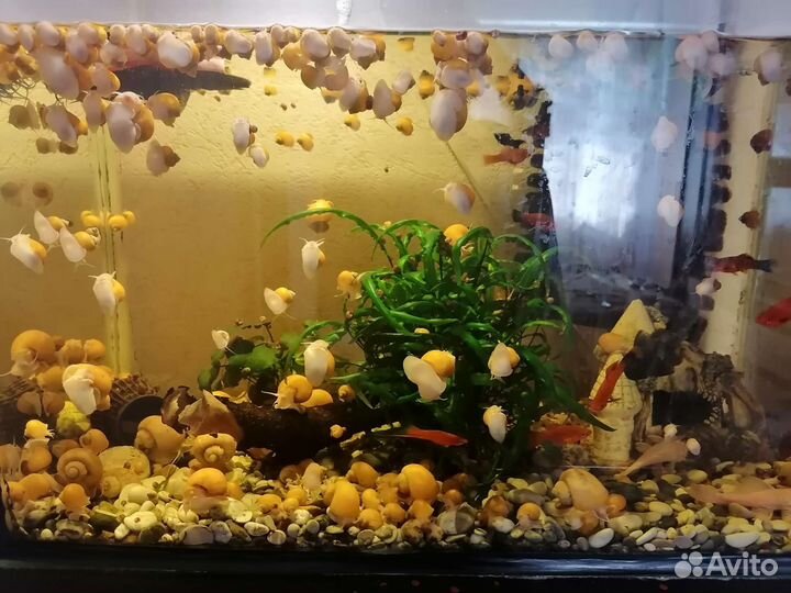 Улитки для аквариума