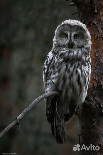 Sigma 150-600mm f/5-6.3 contemporary Canon EF