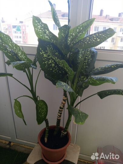 Диффенбахия