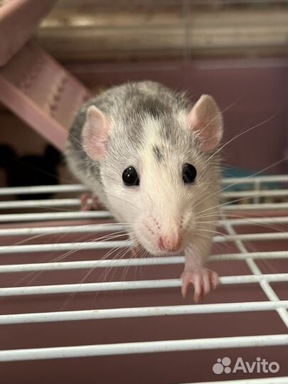 Крыса с клеткой