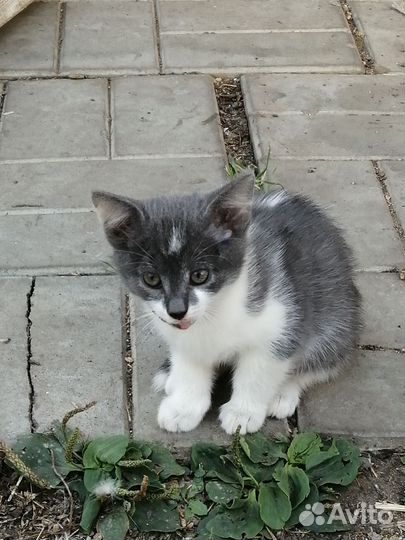 Котята от соседской кошки крысоловки в добрые руки