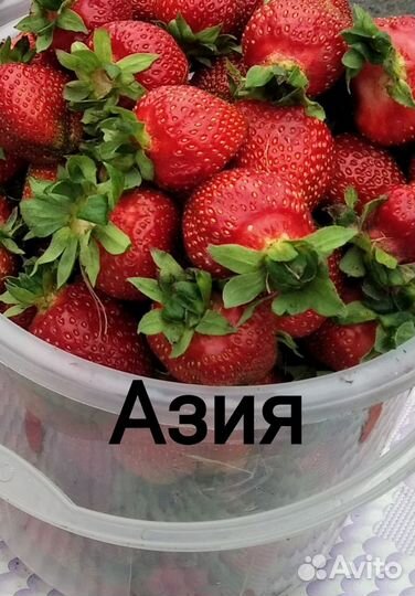 Рассада клубники Азия Клери Сандра Сирия Флоренс