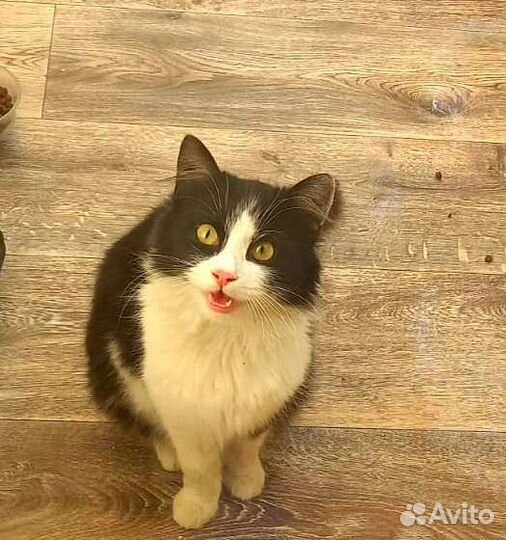 Котёнок девочка