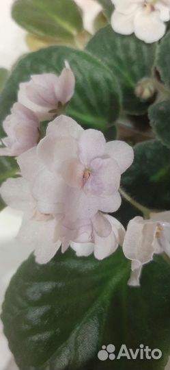 Листики фиалки