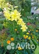 Ирисы, бадан, лилия