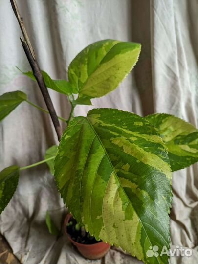 Акалифа Уилкса