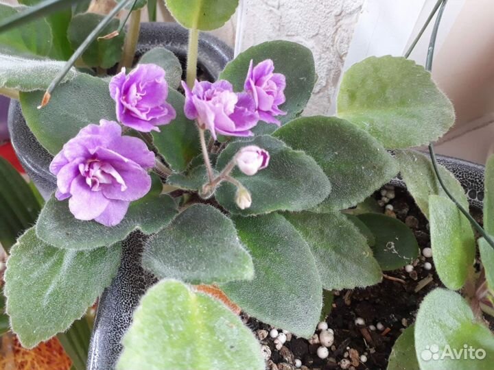 Фиалки цветущие