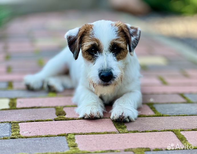 Джек Рассел терьер, жесткошерстный