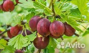 Продам крыжовник, черную смородину, вишню