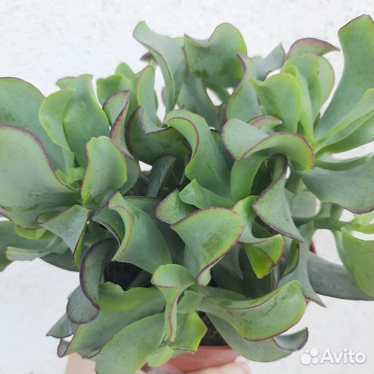 Крассула Ундулата/ Толстянка/Денежное дерево