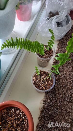 Комнатные цветы