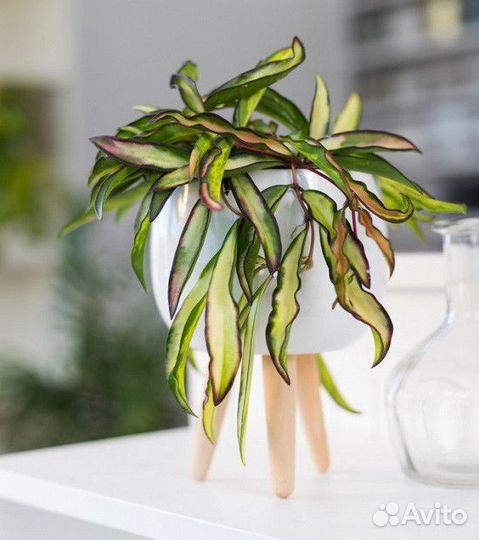 Хойя, набор черенков 3 штуки