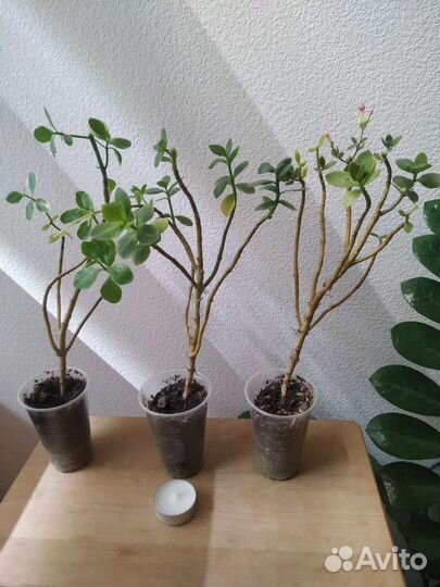 Комнатные растения бесплатно