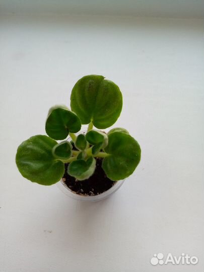 Детки сортовых фиалок