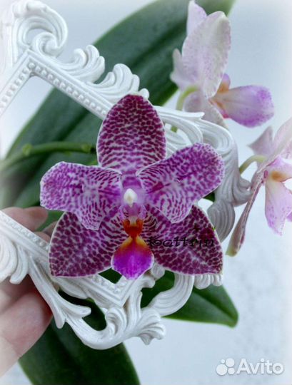 Орхидея фаленопсис бабочка Joy Fairy Tale