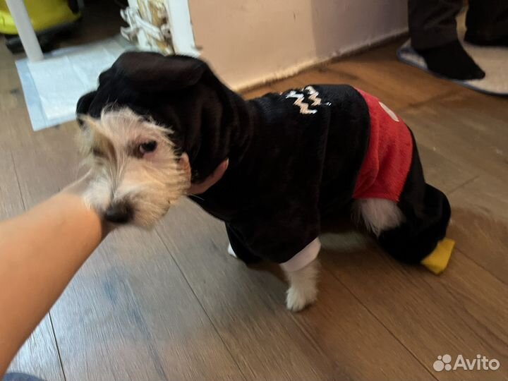 Комбинезон для собаки