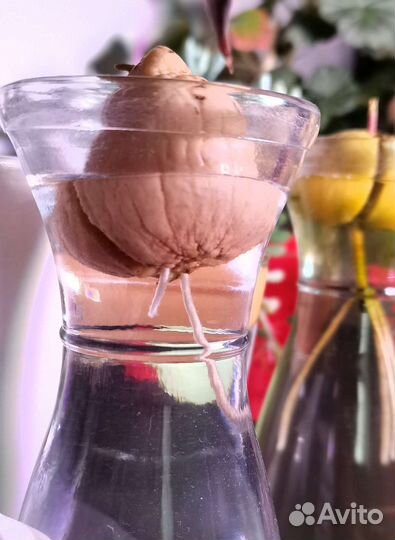 Вазочки для укоренения авокадо или черенков