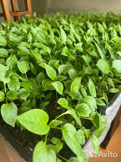 Рассада перцев и помидоров