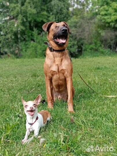 Фокс ищет дом