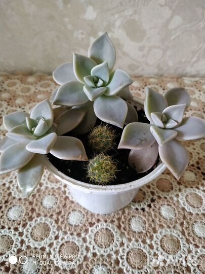 Продам суккуленты