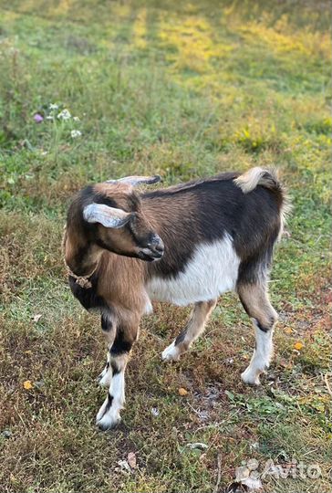 Продается коза