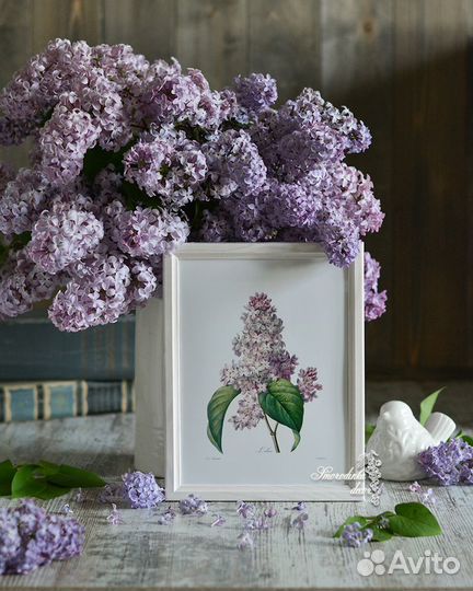 Ботаническая иллюстрация Сирень