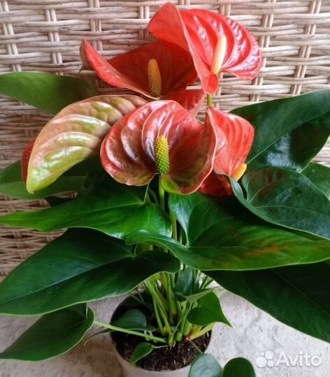 Антуриумы сортовые 3 вида