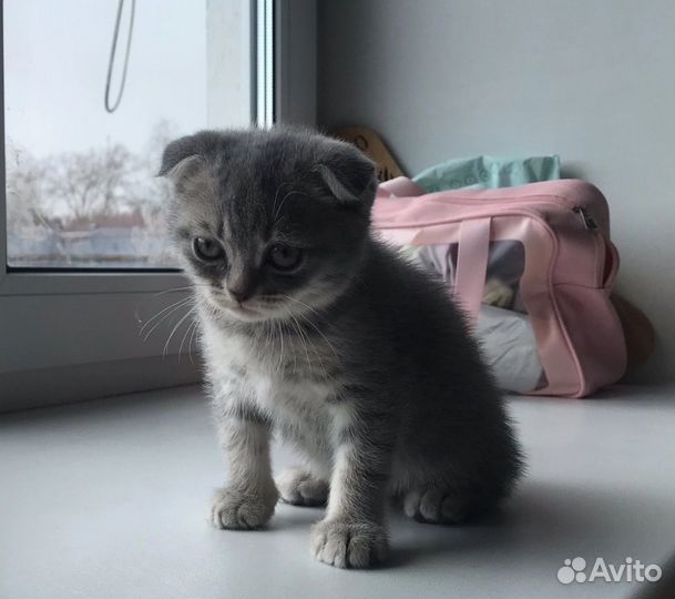 Вислоухие котята