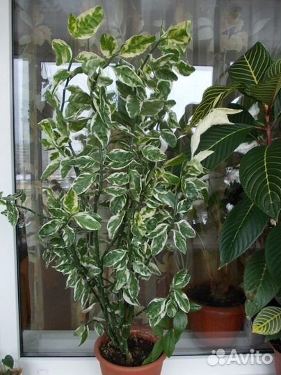 Педилантус