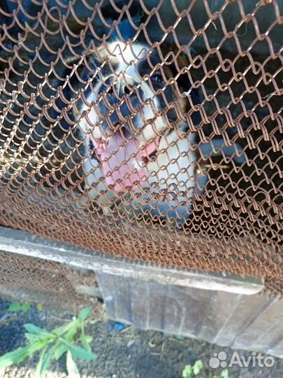 Отдам в добрые руки