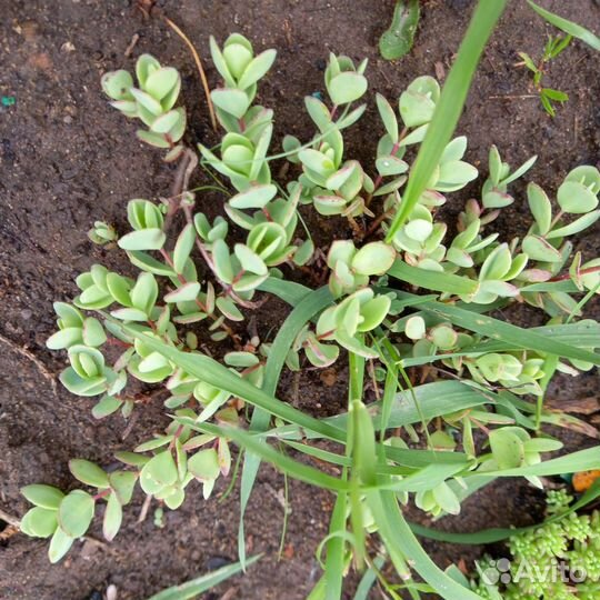 Камнеломка