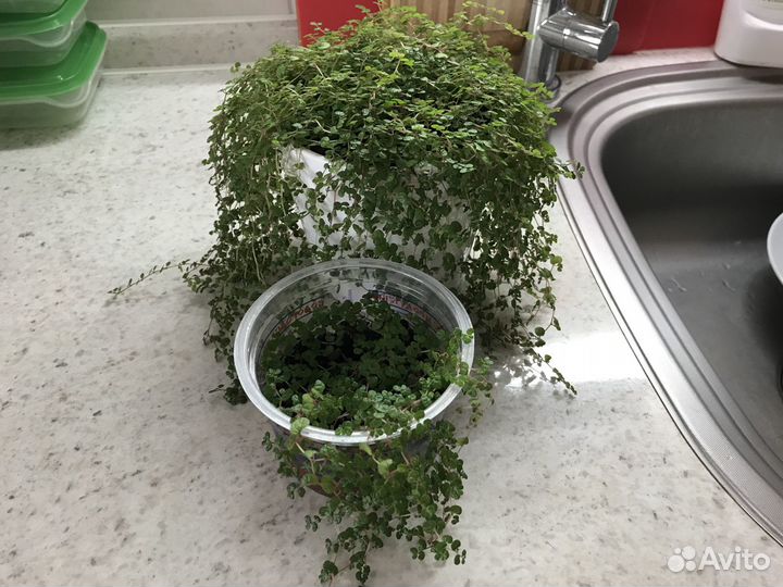 Гелксина (солейролия)