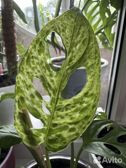 Монстера манки вариегатная камуфляж
