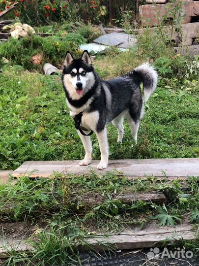 Хаски девочка