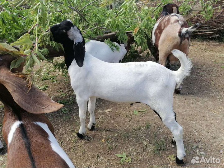 Англо-нубийские козочки